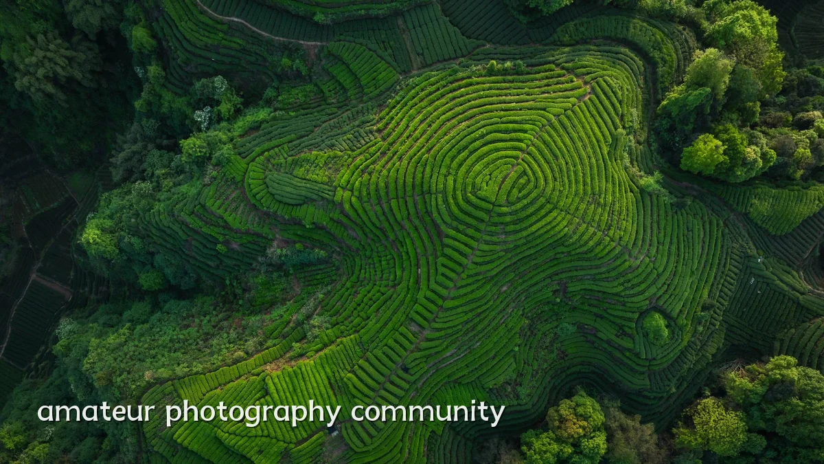 amateur photography community