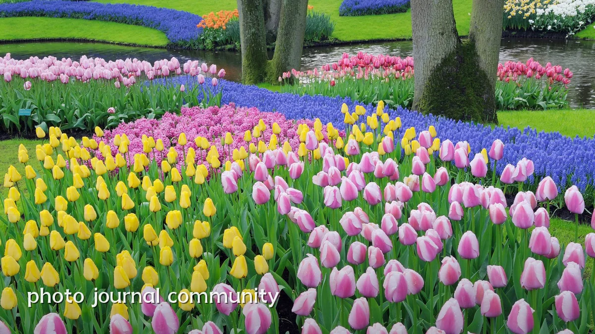 photo journal community