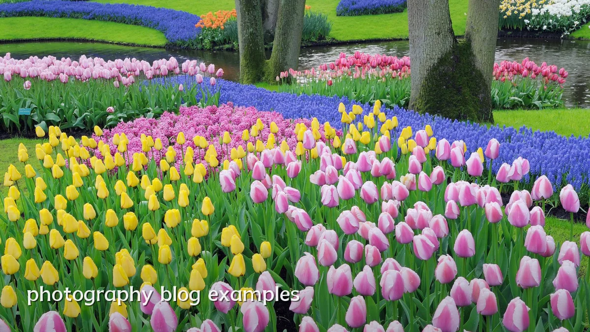 photography blog examples