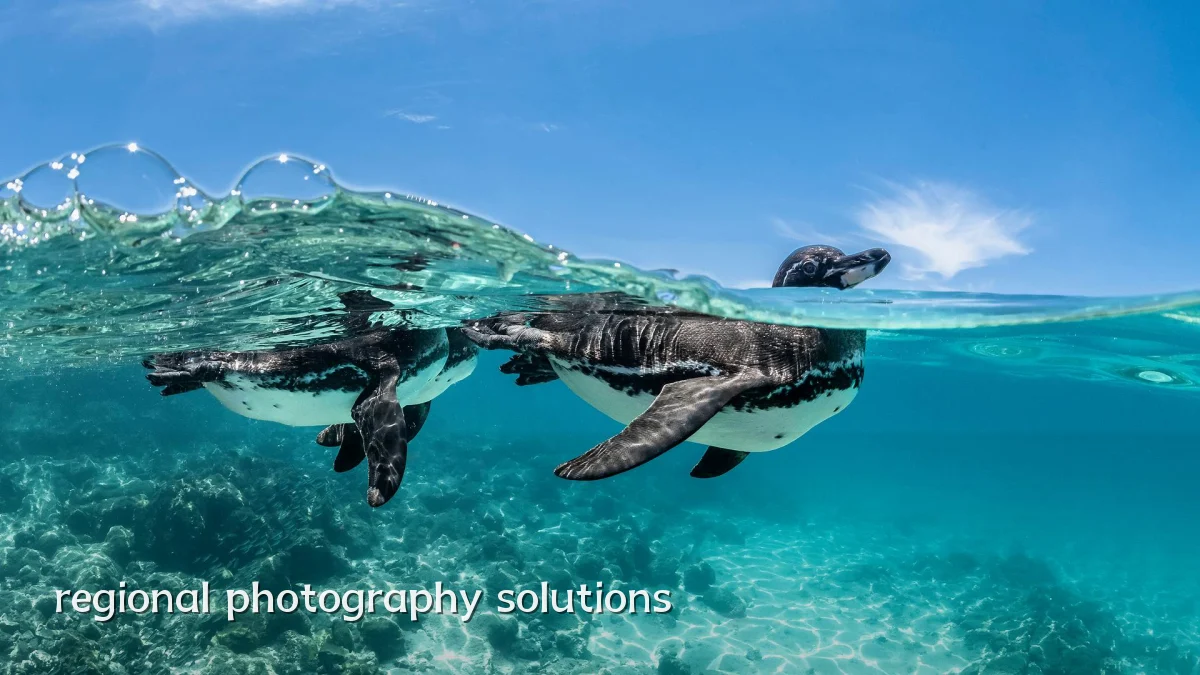regional photography solutions
