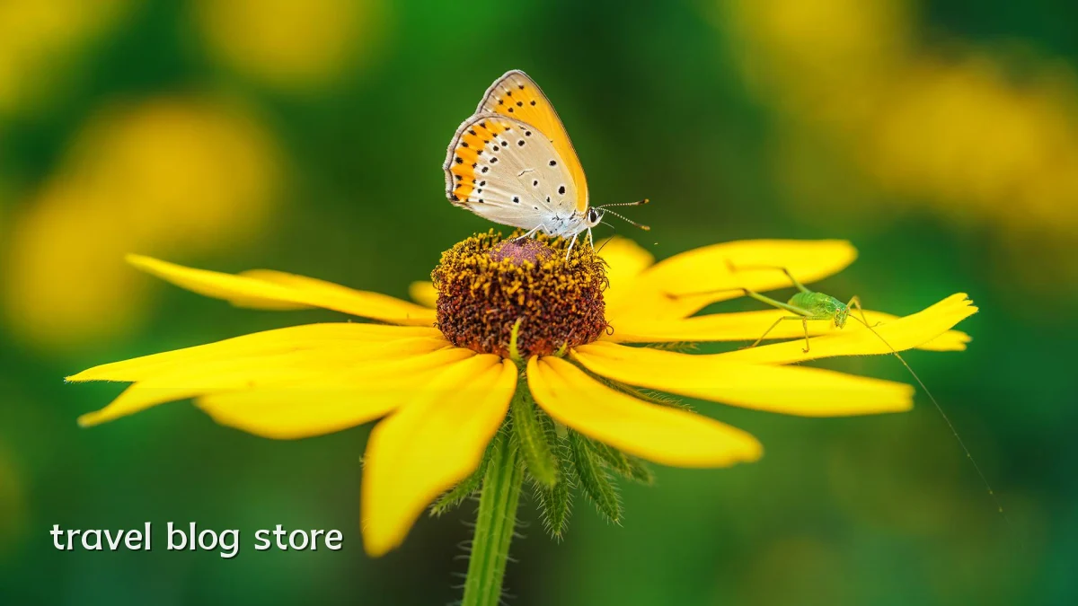 travel blog store