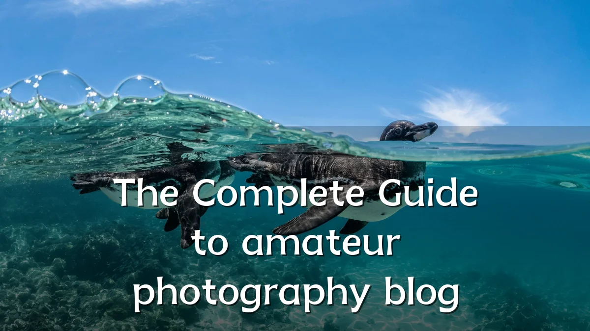 The Complete Guide to amateur photography blog