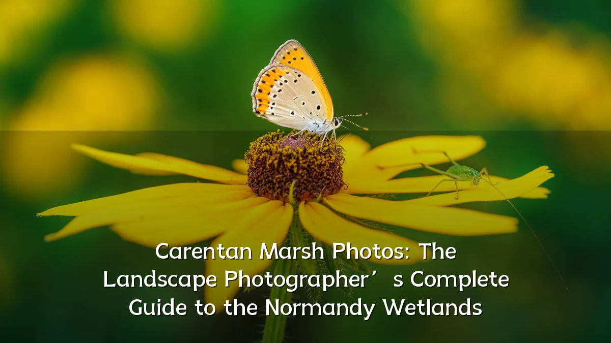 Carentan Marsh Photos: The Landscape Photographer’s Complete Guide to the Normandy Wetlands